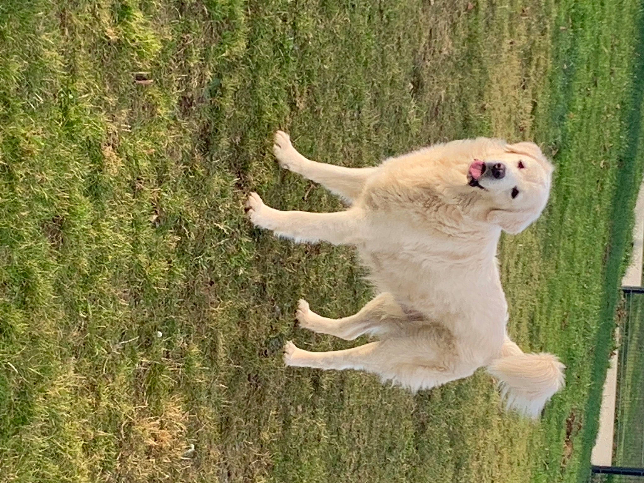 Nancy a rejoint le concours — aidez-le/la à gagner de superbes lots ! canidae, carnivore, claw, companion_dog, dog_breed, field, fur, grass, grass_family, groundcover, pasture, paw, snout, tail, terrestrial_animal