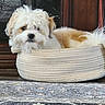 animal, basket, carpet, comfort, cozy, cute, dog, floor, fluffy, fur, home, indoor, laying_down, pet, relaxed, resting, small_dog, tan, white, wooden_cabinet