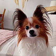 Iglou a rejoint le concours — aidez-le/la à gagner de superbes lots ! dog, papillon, pet, canine, fluffy, long_ears, brown_and_white, portrait, indoor, bedroom, bed, bedding, sitting, looking_at_camera, black_nose, dark_eyes, long_fur, cute, home_decor, pampas_grass