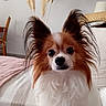 dog, papillon, pet, canine, fluffy, long_ears, brown_and_white, portrait, indoor, bedroom, bed, bedding, sitting, looking_at_camera, black_nose, dark_eyes, long_fur, cute, home_decor, pampas_grass