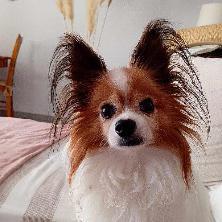 Iglou a rejoint le concours — aidez-le/la à gagner de superbes lots ! dog, papillon, pet, canine, fluffy, long_ears, brown_and_white, portrait, indoor, bedroom, bed, bedding, sitting, looking_at_camera, black_nose, dark_eyes, long_fur, cute, home_decor, pampas_grass