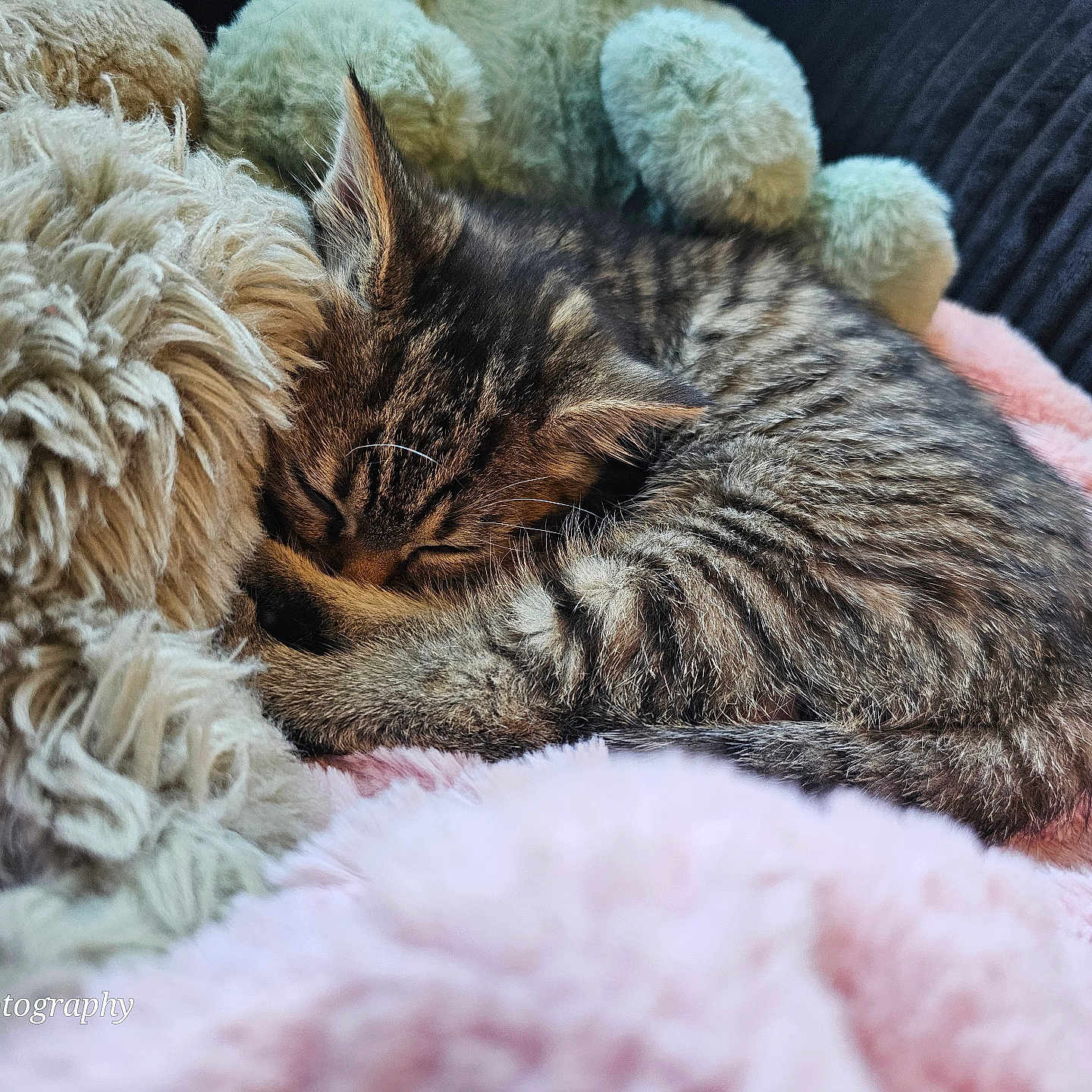 Mimi is registered to the contest to win money with this photo: abyssinian, animal, blanket, canine, cat, clothing, couch, cushion, dog, fur, furniture, homedecor, kitten, livestock, manx, person, pet, quilt, sheep, sleeping