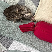 Tomas is registered to the contest to win money with this photo: bed, cat, comfort, cozy, curled_up, cute, furniture, home, indoor, nap, pattern, pet, pillow, quilt, red_bolster, relaxation, resting, sleeping, tabby_cat, textile