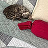 bed, cat, comfort, cozy, curled_up, cute, furniture, home, indoor, nap, pattern, pet, pillow, quilt, red_bolster, relaxation, resting, sleeping, tabby_cat, textile