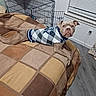 Capone is registered to the contest to win money with this photo: dog, pet, bed, blanket, checkered_sweater, crate, boxes, window, blinds, floor, indoor, home, cozy, brown, tan, curious, lying_down, furniture, animal, cute