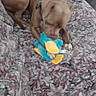 Capone is registered to the contest to win money with this photo: dog, brown_dog, plush_toy, blue_toy, yellow_toy, blanket, patterned_blanket, couch, indoor, pet, animal, chewing, playing, relaxed, canine, fur, collar, comfort, home, resting