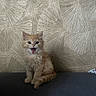 kitten, cat, orange_cat, fluffy, pet, indoor, sitting, mouth_open, cute, young_animal, animal, feline, texture, wallpaper, pattern, home, cozy, fur, small_animal, portrait