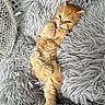 adorable, animal, blanket, cat, comfort, cozy, cute, feline, fluffy, fur, indoor, kitten, orange_cat, pet, relaxed, resting, sleepy, small, soft, young
