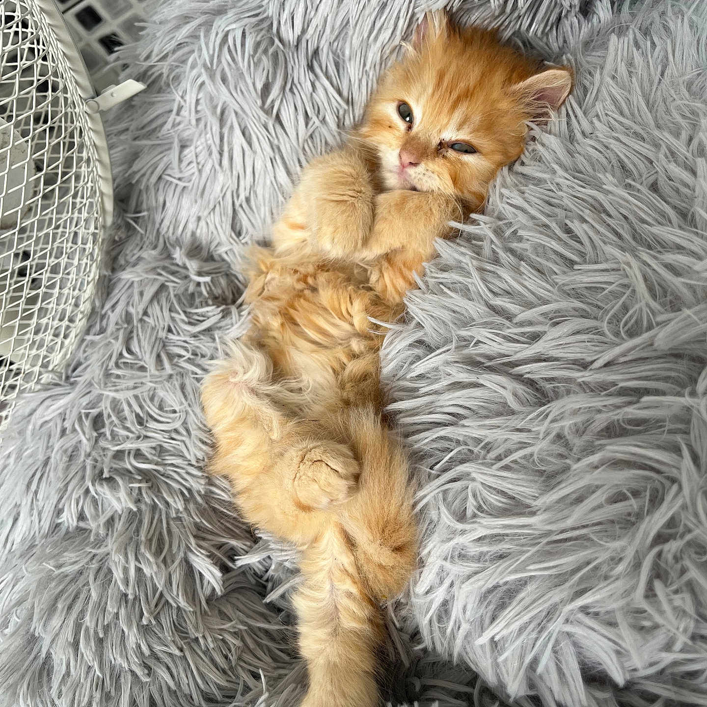 Zeus