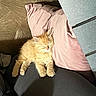 kitten, cat, sleeping, orange, fluffy, pillow, indoor, cozy, furniture, shadow, pet, cute, resting, soft, comfort, nap, animal, domestic, relax, small