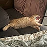 kitten, cat, orange_cat, yawning, couch, pillow, blanket, indoor, pet, feline, sleepy, stretching, cozy, fur, animal, cute, relaxing, home, resting, soft
