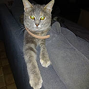 Rox a rejoint le concours — aidez-le/la à gagner de superbes lots ! animal, cat, close_up, collar, couch, feline, flash_photography, fur, gray_cat, green_eyes, home, indoor, lying_down, paws, pet, pointed_ears, portrait, sitting, sofa, whiskers