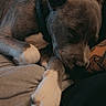 affection, animal, blanket, canine, close_up, collar, comfort, cozy, cute, dog, human_arm, indoor, love, paw, pet, relaxation, resting, sleeping, tattoo, touching