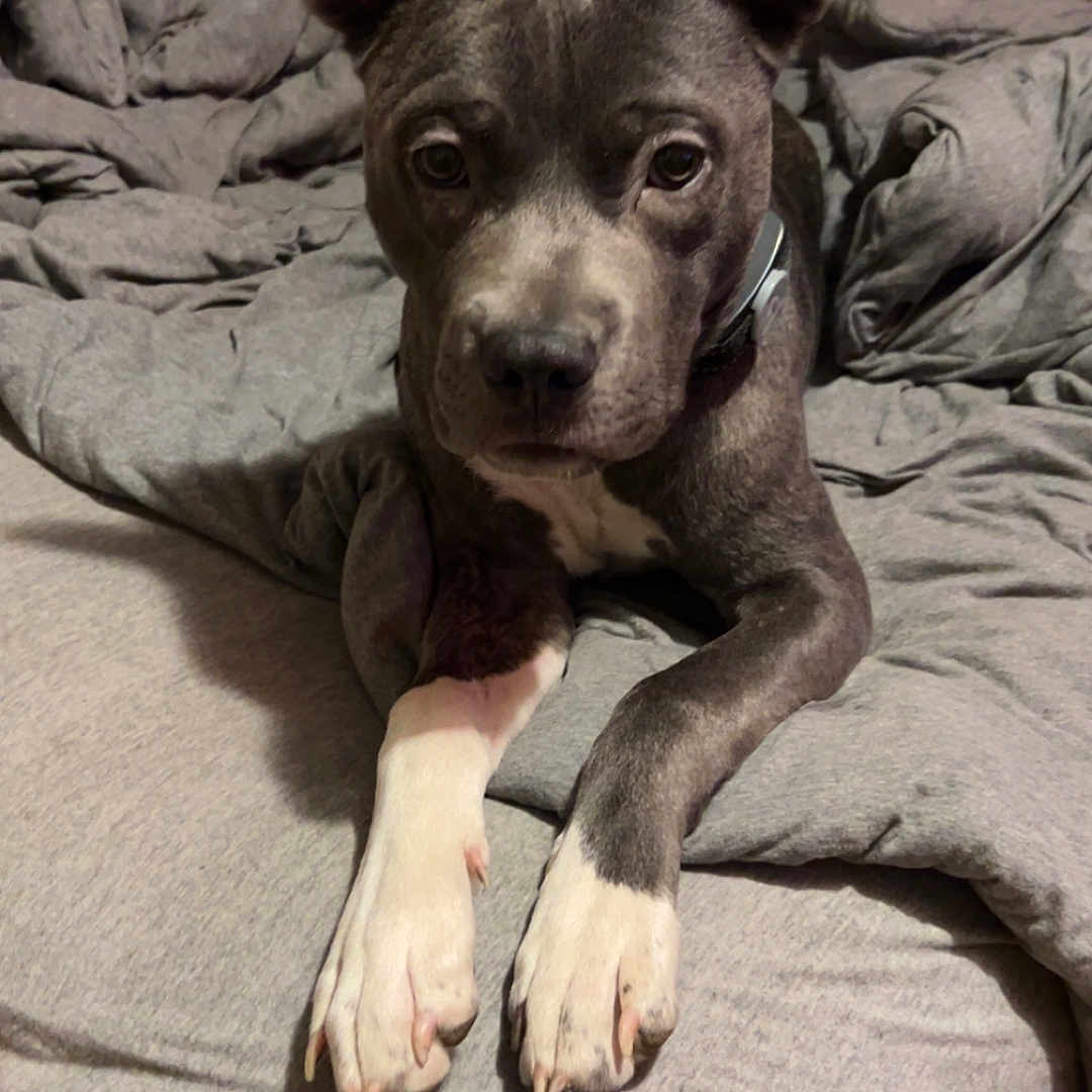 Harley