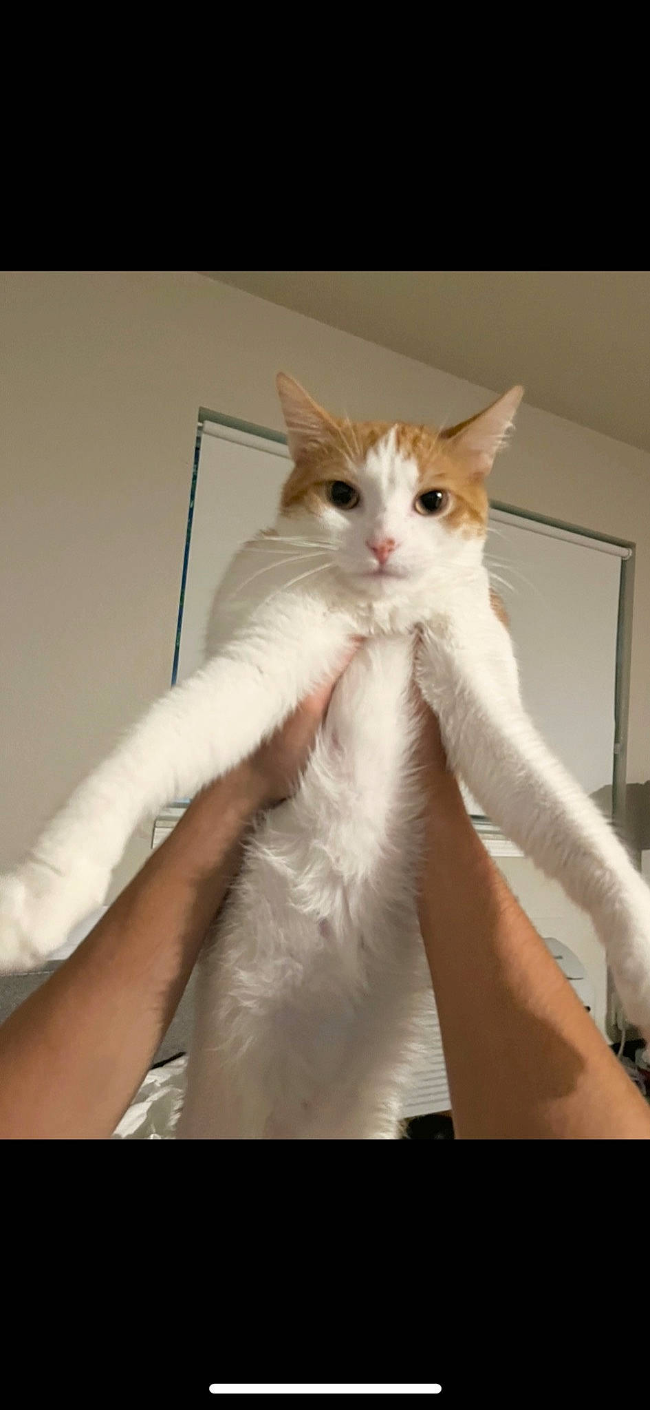 Appa joined the competition — help win amazing prizes! abdomen, box, carnivore, cat, claw, comfort, domestic_short_haired_cat, fawn, felidae, foot, formal_wear, fur, gesture, human_leg, paw, sitting, small_to_medium_sized_cats, tail, whiskers