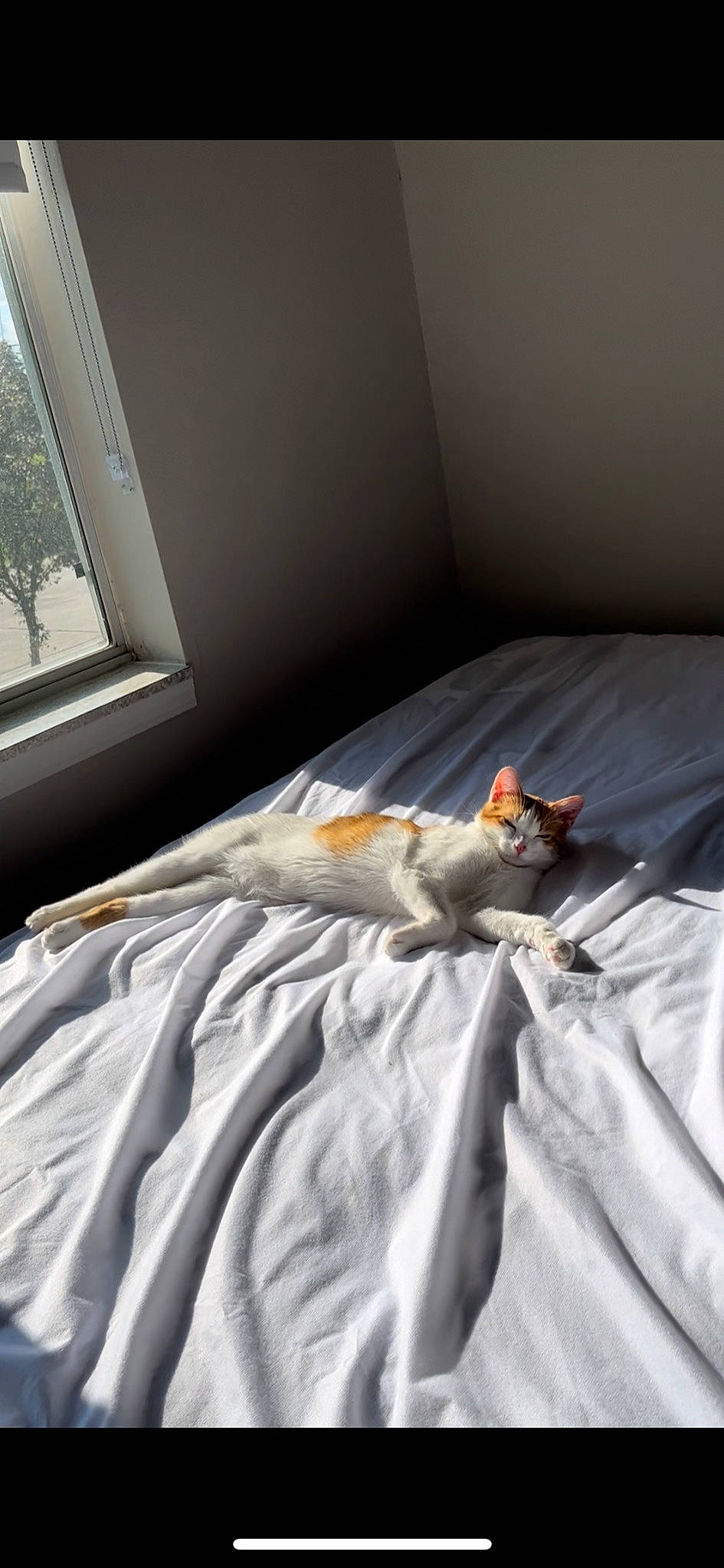 Appa joined the competition — help win amazing prizes! bed, bed_frame, bedding, bedroom, building, carnivore, cat, comfort, duvet, felidae, floor, flooring, furniture, grey, hardwood, house, interior_design, linens, window, wood