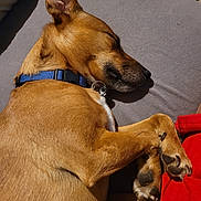 Mike participe au concours pour gagner de l'argent avec cette photo : dog, sleeping, pet, brown_fur, paw_pads, collar, blue_collar, snout, ear, cozy, resting, indoor, cushion, gray_sheet, blanket, red_blanket, close_up, portrait, domestic_animal, nap