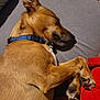 dog, sleeping, pet, brown_fur, paw_pads, collar, blue_collar, snout, ear, cozy, resting, indoor, cushion, gray_sheet, blanket, red_blanket, close_up, portrait, domestic_animal, nap