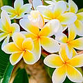 Vahinéa Thahiti