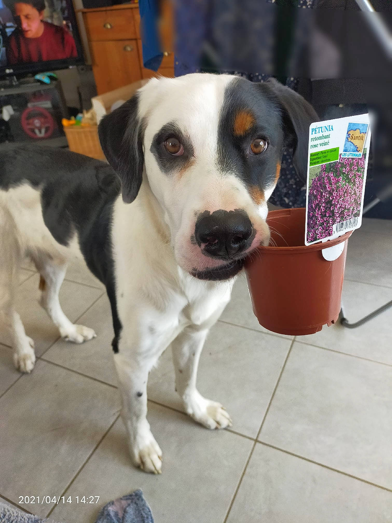 Rio a rejoint le concours — aidez-le/la à gagner de superbes lots ! cabinetry, carnivore, collar, companion_dog, dog, dog_breed, dog_collar, drawer, fawn, flooring, fur, guard_dog, leash, luggage_and_bags, non_sporting_group, paw, sporting_group, working_animal, working_dog