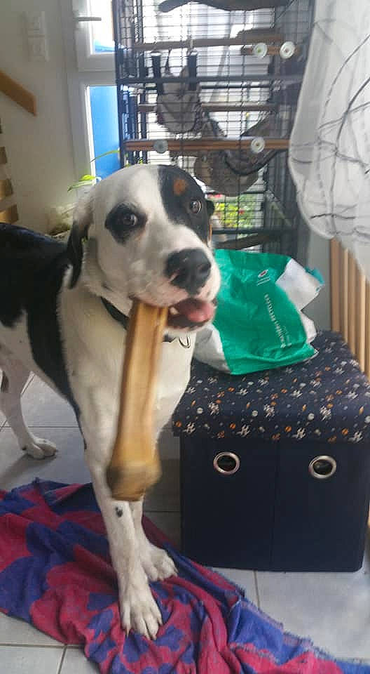 Rio a rejoint le concours — aidez-le/la à gagner de superbes lots ! bag, canidae, carnivore, collar, companion_dog, dog, dog_breed, dog_collar, dog_supply, fawn, fur, guard_dog, leash, luggage_and_bags, pet_supply, snout, sporting_group, white, window, working_animal