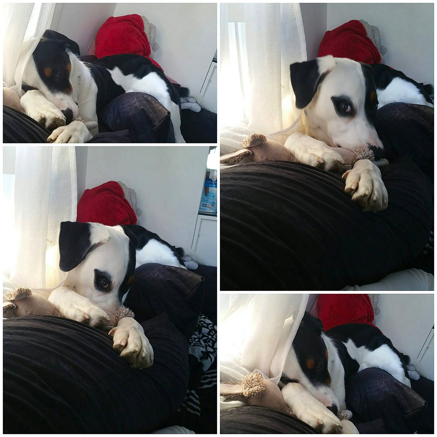 Rio participe au concours pour gagner de l'argent avec cette photo : beauty, black, carnivore, collar, comfort, companion_dog, dog, dog_breed, dog_collar, dog_supply, font, grey, mammal, pet_supply, photograph, product, snout, textile, vertebrate, white