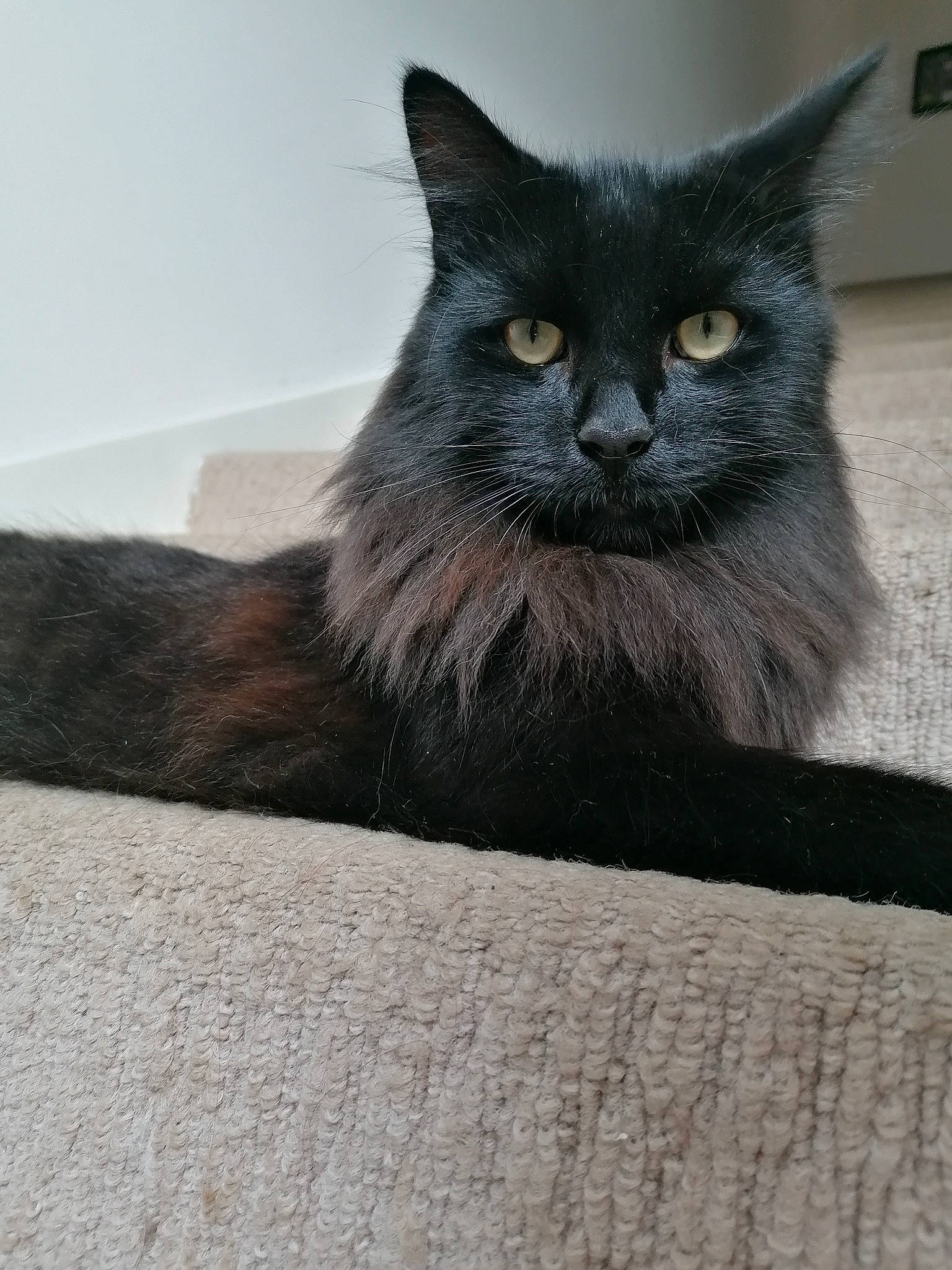 Boots is registered to the contest to win money with this photo: black_cat, bombay, carnivore, cat, claw, domestic_short_haired_cat, felidae, fur, grey, paw, small_to_medium_sized_cats, snout, tail, terrestrial_animal, whiskers, window