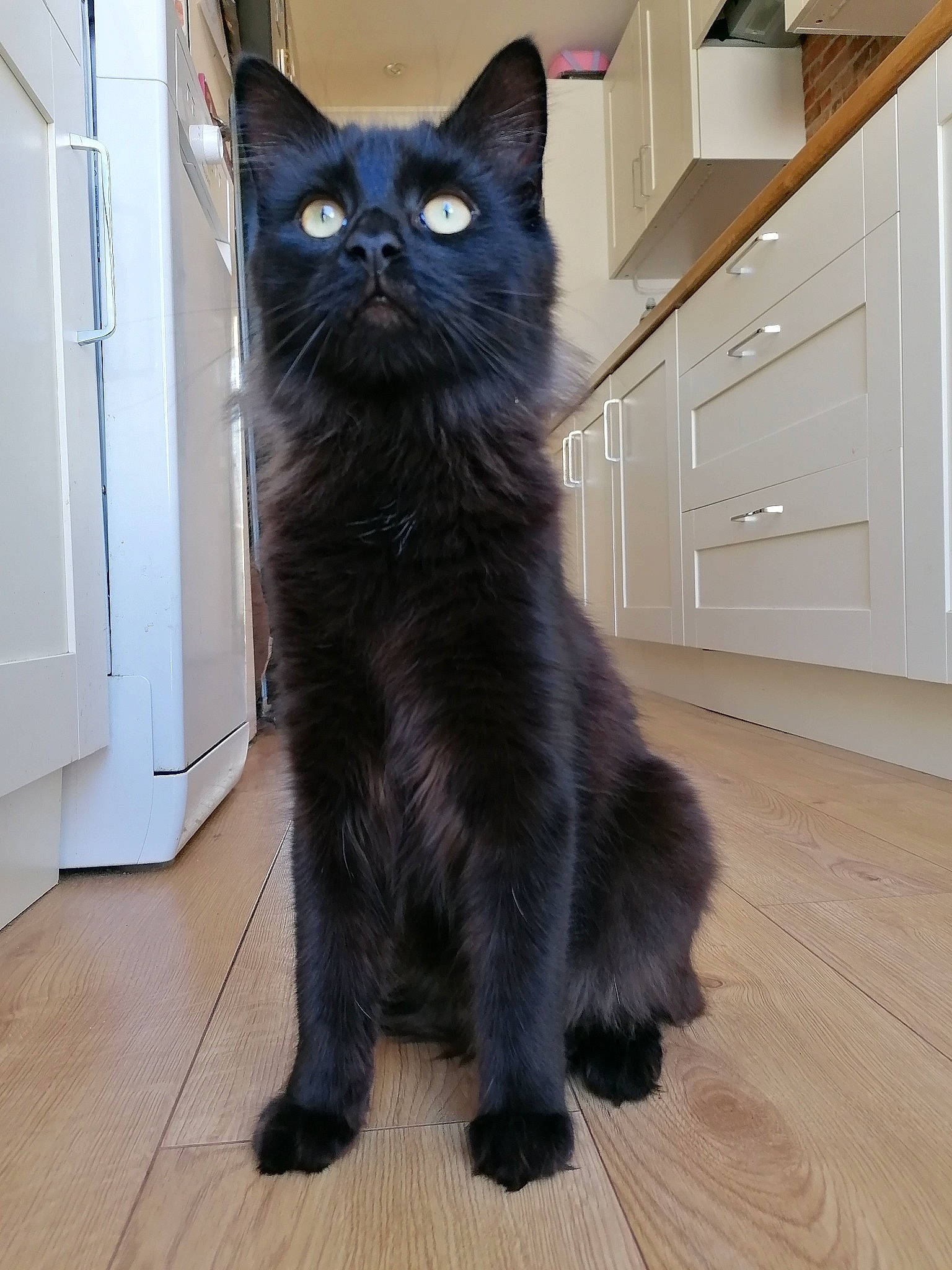Boots is registered to the contest to win money with this photo: black_cat, cabinetry, carnivore, cat, domestic_short_haired_cat, electric_blue, felidae, floor, flooring, fur, grey, hardwood, iris, laminate_flooring, small_to_medium_sized_cats, snout, tail, whiskers, wood, wood_stain