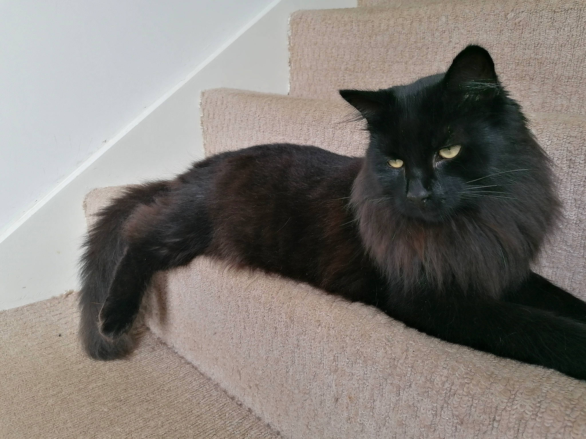 Boots is registered to the contest to win money with this photo: black_cat, bombay, carnivore, cat, claw, comfort, domestic_short_haired_cat, felidae, flooring, fur, grey, paw, small_to_medium_sized_cats, snout, tail, terrestrial_animal, whiskers