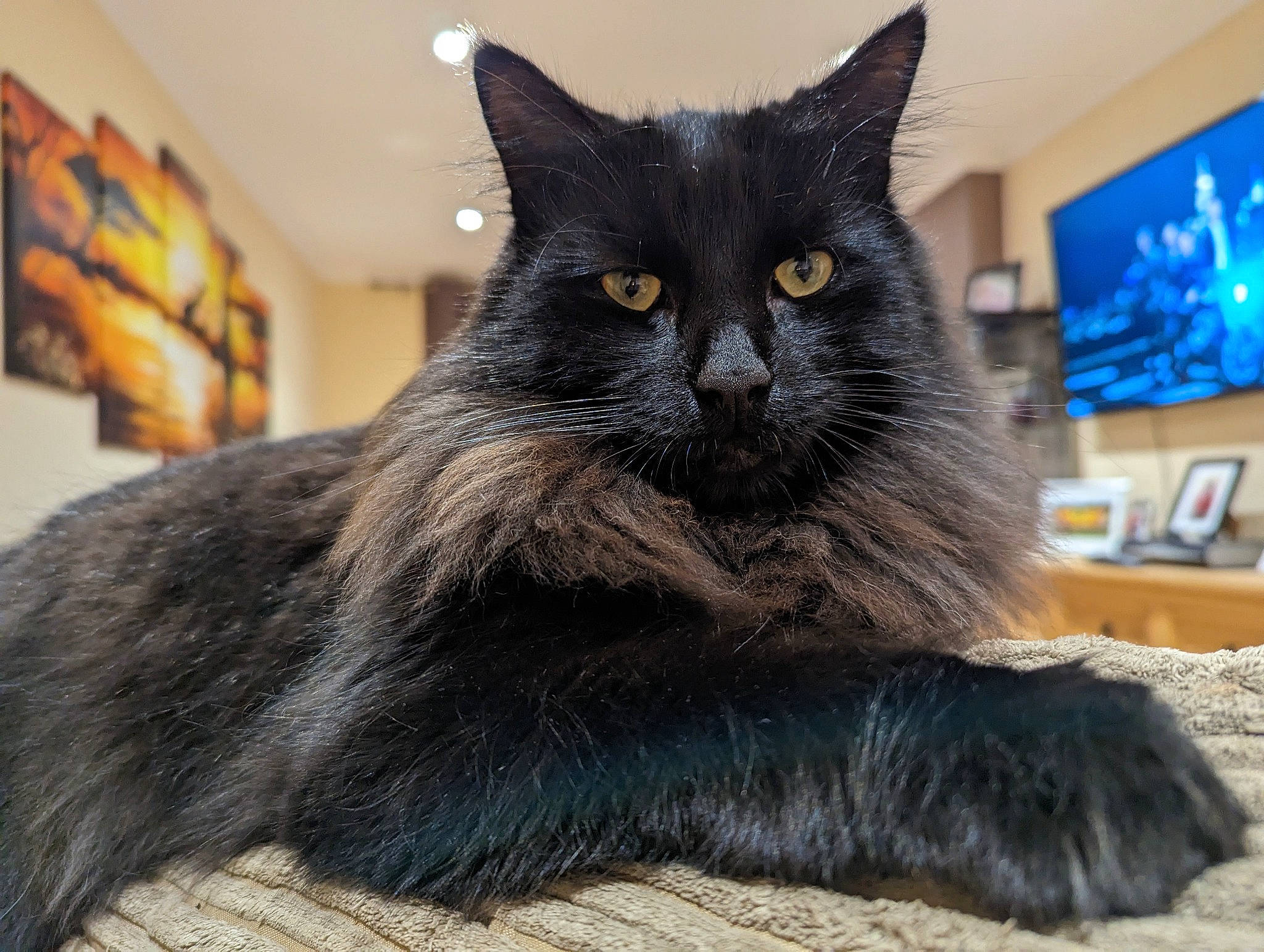 Boots joined the competition — help win amazing prizes! black_cat, carnivore, cat, claw, domestic_short_haired_cat, felidae, fur, grey, picture_frame, small_to_medium_sized_cats, snout, tail, terrestrial_animal, whiskers