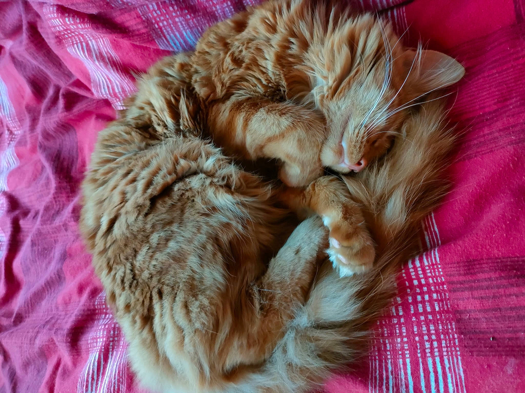 Puss joined the competition — help win amazing prizes! cap, carnivore, cat, claw, comfort, dog_breed, fawn, felidae, fur, liver, nap, pattern, paw, sleep, small_to_medium_sized_cats, sporting_group, tail, textile, whiskers