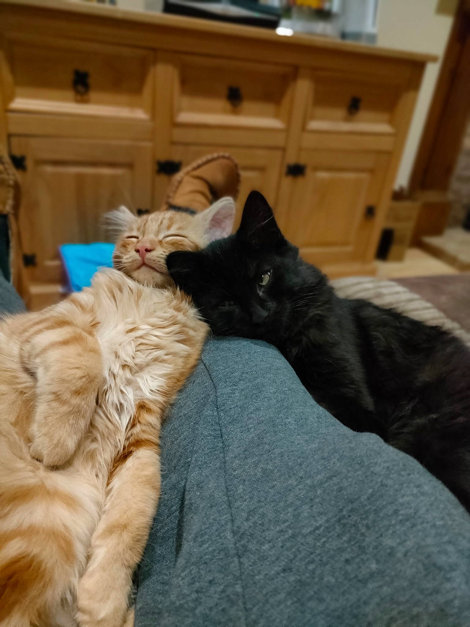 Puss joined the competition — help win amazing prizes! bed, black_cat, cabinetry, carnivore, cat, claw, comfort, companion_dog, domestic_short_haired_cat, felidae, fur, grey, hardwood, nap, room, sitting, small_to_medium_sized_cats, tail, whiskers, wood