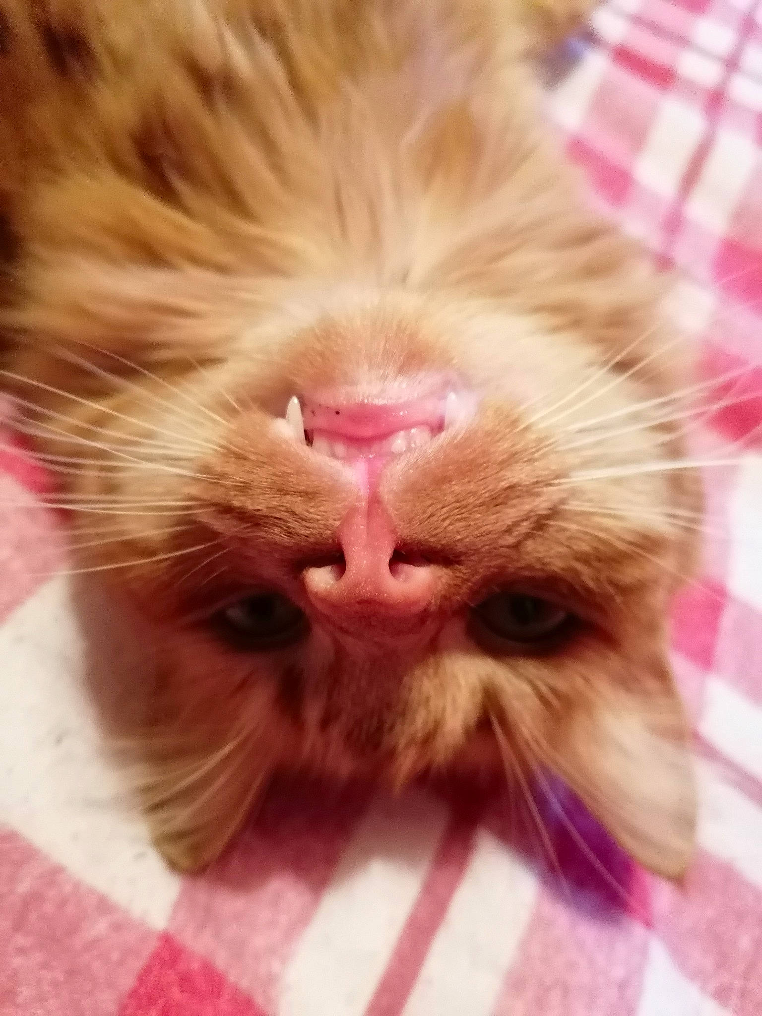 Puss joined the competition — help win amazing prizes! carnivore, cat, claw, comfort, domestic_short_haired_cat, ear, fawn, felidae, fur, liver, nap, paw, plant, sleep, small_to_medium_sized_cats, snout, tail, whiskers