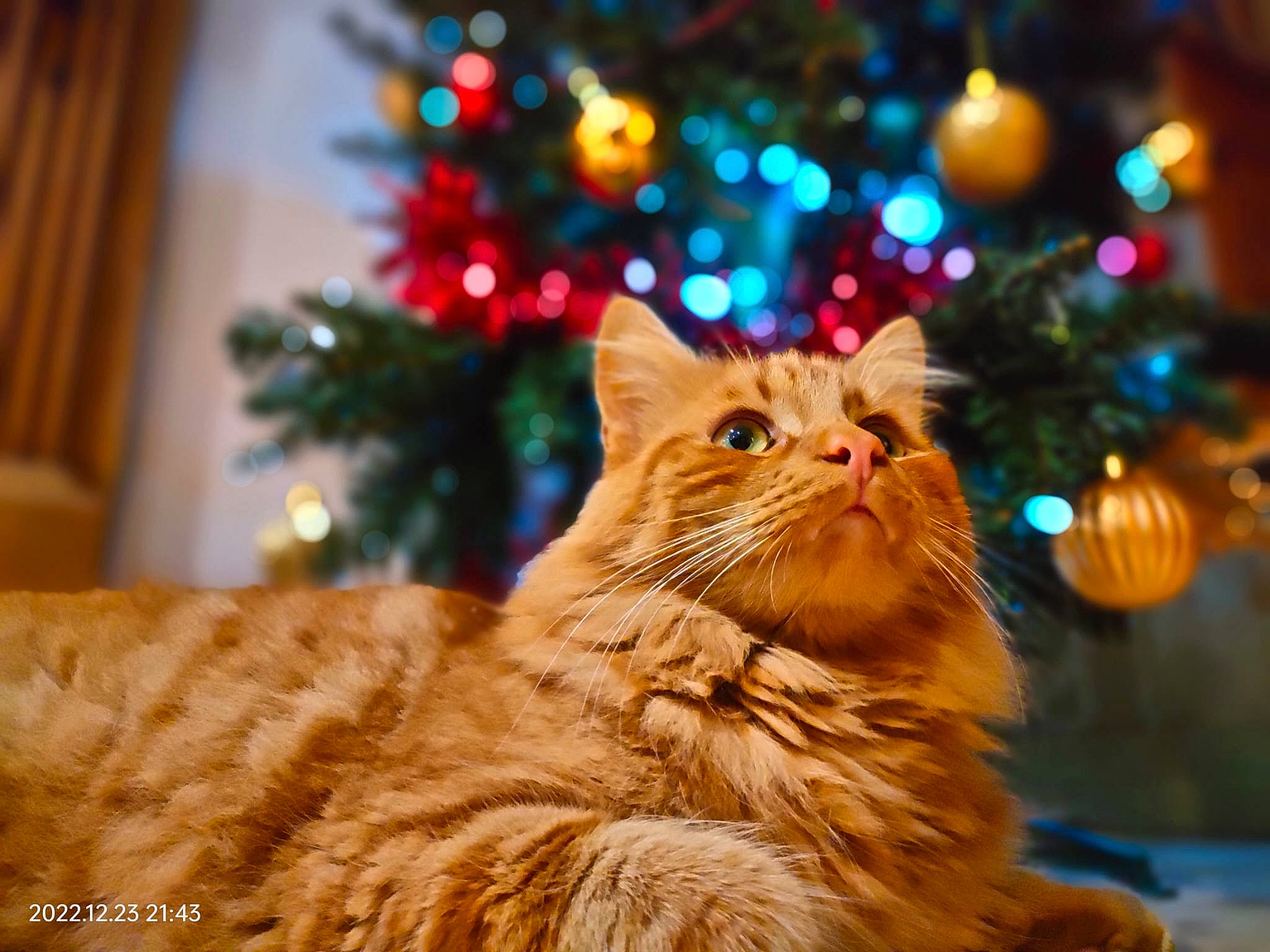 Puss joined the competition — help win amazing prizes! carnivore, cat, christmas, christmas_decoration, christmas_ornament, christmas_tree, event, evergreen, fawn, felidae, fur, holiday, holiday_ornament, larch, light, ornament, plant, small_to_medium_sized_cats, whiskers, wood