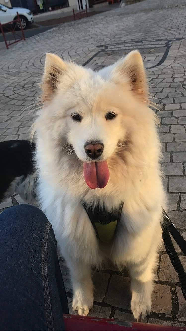 Neige a rejoint le concours — aidez-le/la à gagner de superbes lots ! canidae, carnivore, companion_dog, dog, dog_breed, eye, fang, fur, hair, head, jaw, samoyed, snout, spitz, sporting_group, tree, volpino_italiano, whiskers, working_animal, working_dog