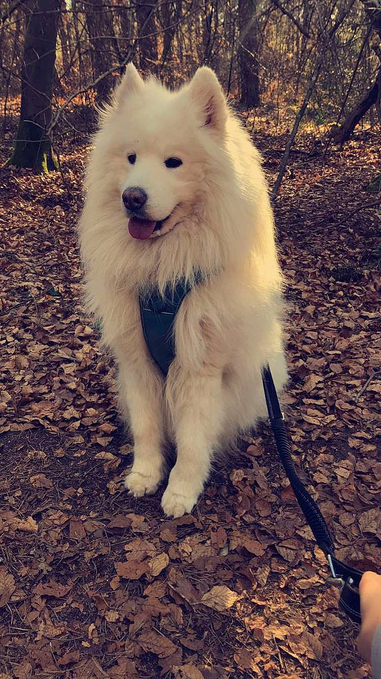 Muski participe au concours pour gagner de l'argent avec cette photo : american_eskimo_dog, canidae, carnivore, companion_dog, dog, dog_breed, fur, german_spitz, german_spitz_mittel, happy, indian_spitz, japanese_spitz, light, samoyed, snout, soil, spitz, sporting_group, tree, volpino_italiano