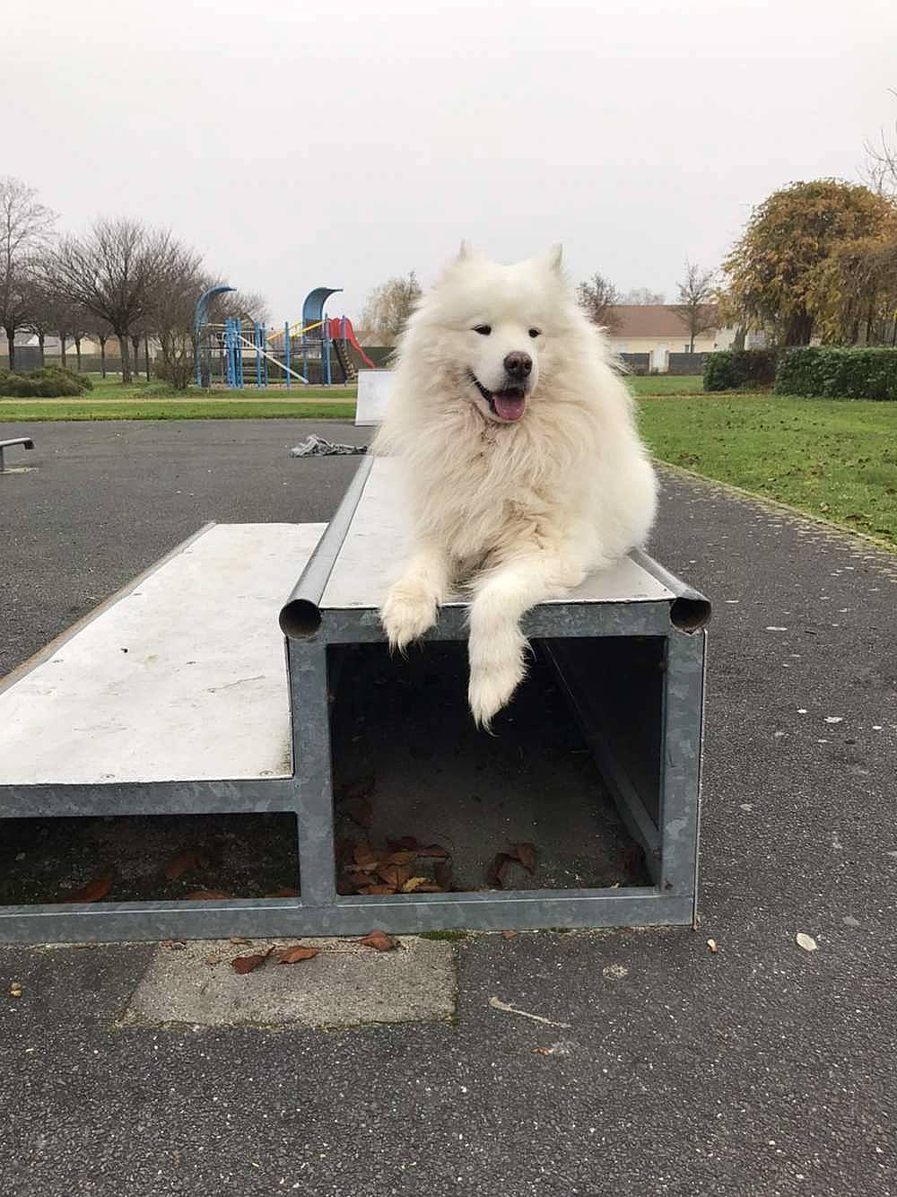 Muski a rejoint le concours — aidez-le/la à gagner de superbes lots ! asphalt, canidae, carnivore, companion_dog, dog, dog_breed, german_spitz, german_spitz_klein, german_spitz_mittel, indian_spitz, japanese_spitz, plant, road_surface, samoyed, sky, snout, spitz, sporting_group, tail, tree