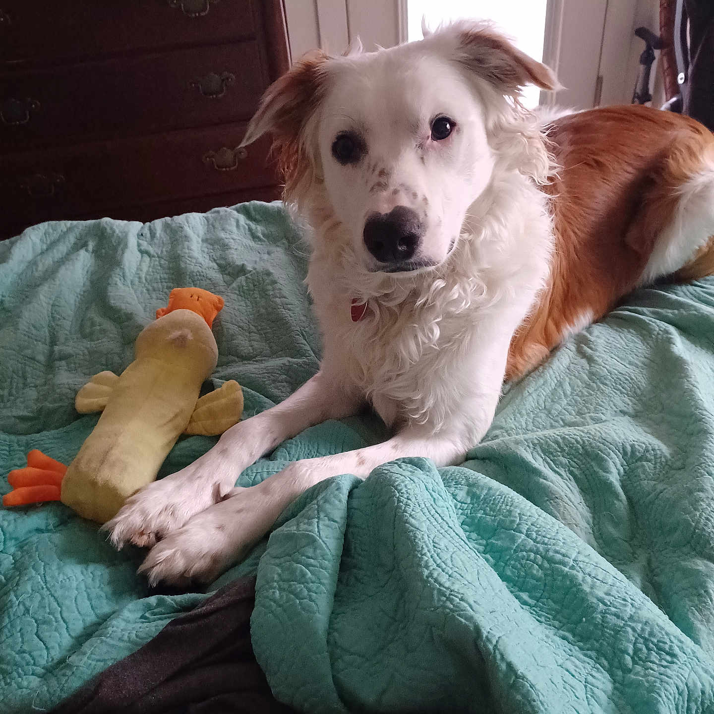 Junebug joined the competition — help win amazing prizes! animal, bed, bedroom, blanket, canine, couch, dog, furniture, homedecor, hound, indoors, linen, pet, plush, puppy, quilt, room, terrier, towel, toy