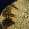 bed, black, blanket, brown, cat, comfort, cozy, domestic_animal, feline, fur, home, indoor, pattern, pet, quiet, relaxation, resting, sleeping, tail, white