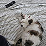 Chanel participe au concours pour gagner de l'argent avec cette photo : animal, bed, blanket, brown, cat, comfort, cozy, cute, domestic_animal, fur, home, indoor, pattern, pet, pillow, relaxation, remote_control, resting, sleeping, white