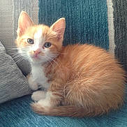 Morbius participe au concours pour gagner de l'argent avec cette photo : animal, cat, couch, curious, cute, domestic_animal, feline, fluffy, fur, indoor, kitten, orange_cat, pet, pillow, relaxed, resting, small, whiskers, white_cat, young