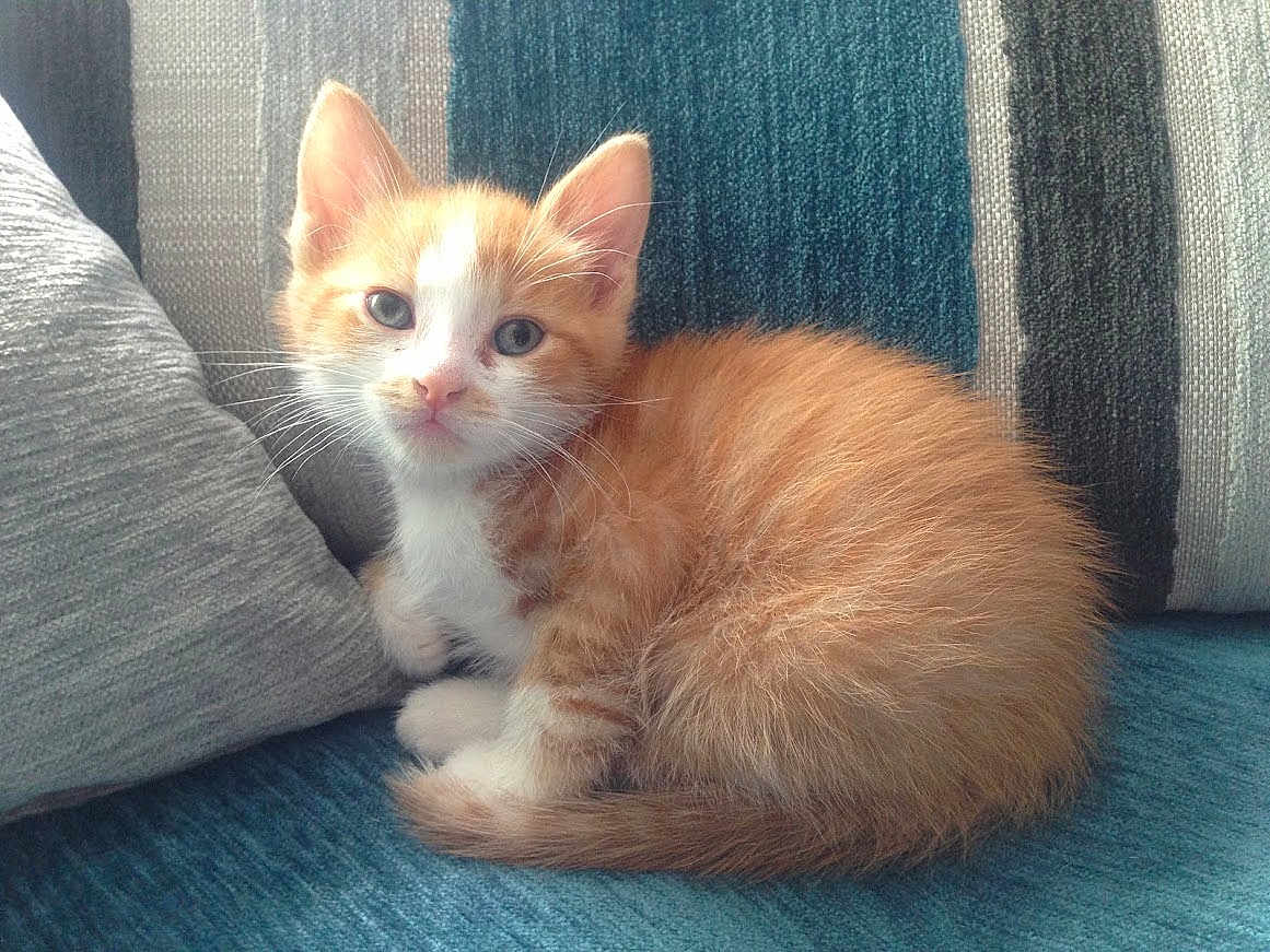 Morbius participe au concours pour gagner de l'argent avec cette photo : animal, cat, couch, curious, cute, domestic_animal, feline, fluffy, fur, indoor, kitten, orange_cat, pet, pillow, relaxed, resting, small, whiskers, white_cat, young