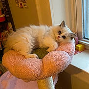 Marie is registered to the contest to win money with this photo: kitten, cat, fluffy, pet, indoor, window, pink, flower_shaped_perch, cozy, furniture, animal, cute, resting, young_cat, soft, domestic, home, curious, feline, comfortable