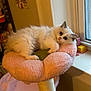 kitten, cat, fluffy, pet, indoor, window, pink, flower_shaped_perch, cozy, furniture, animal, cute, resting, young_cat, soft, domestic, home, curious, feline, comfortable