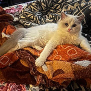 Marie is registered to the contest to win money with this photo: bed, bedroom, blanket, blue_eyes, cat, comforter, cozy, floral_bedspread, furniture, indoor, kitten, long_hair, lounging, paws, pet, portrait, relaxed, towel, whiskers, white_cat