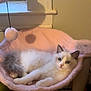 Marie joined the competition — help win amazing prizes! kitten, cat, pet, fluffy, indoor, hammock_bed, pink, cozy, resting, cute, feline, animal, window, soft_texture, curious, young, small, domestic, relaxed, fur