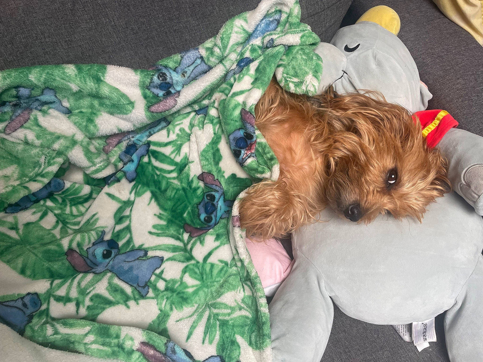 Mickey participe au concours pour gagner de l'argent avec cette photo : camouflage, canidae, carnivore, companion_dog, dog, dog_breed, dog_clothes, dog_supply, fawn, fur, linens, liver, military_camouflage, pattern, sleeve, small_terrier, sporting_group, terrier, toy, toy_dog