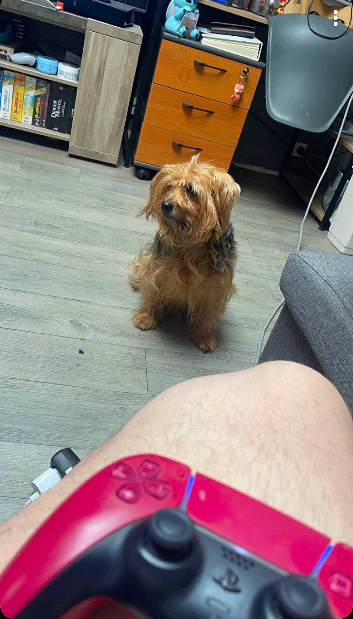 Mickey participe au concours pour gagner de l'argent avec cette photo : cabinetry, carnivore, chest_of_drawers, companion_dog, dog, dog_breed, drawer, floor, flooring, fur, hardwood, liver, mammal, motor_vehicle, small_terrier, sporting_group, terrier, toy_dog, windshield, wood