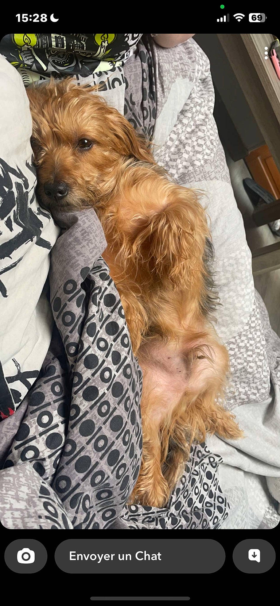 Mickey a rejoint le concours — aidez-le/la à gagner de superbes lots ! canidae, carnivore, companion_dog, dog, dog_breed, dog_clothes, dog_supply, fawn, fur, hat, liver, pattern, plaid, sleeve, small_terrier, sporting_group, terrier, toy_dog, working_animal