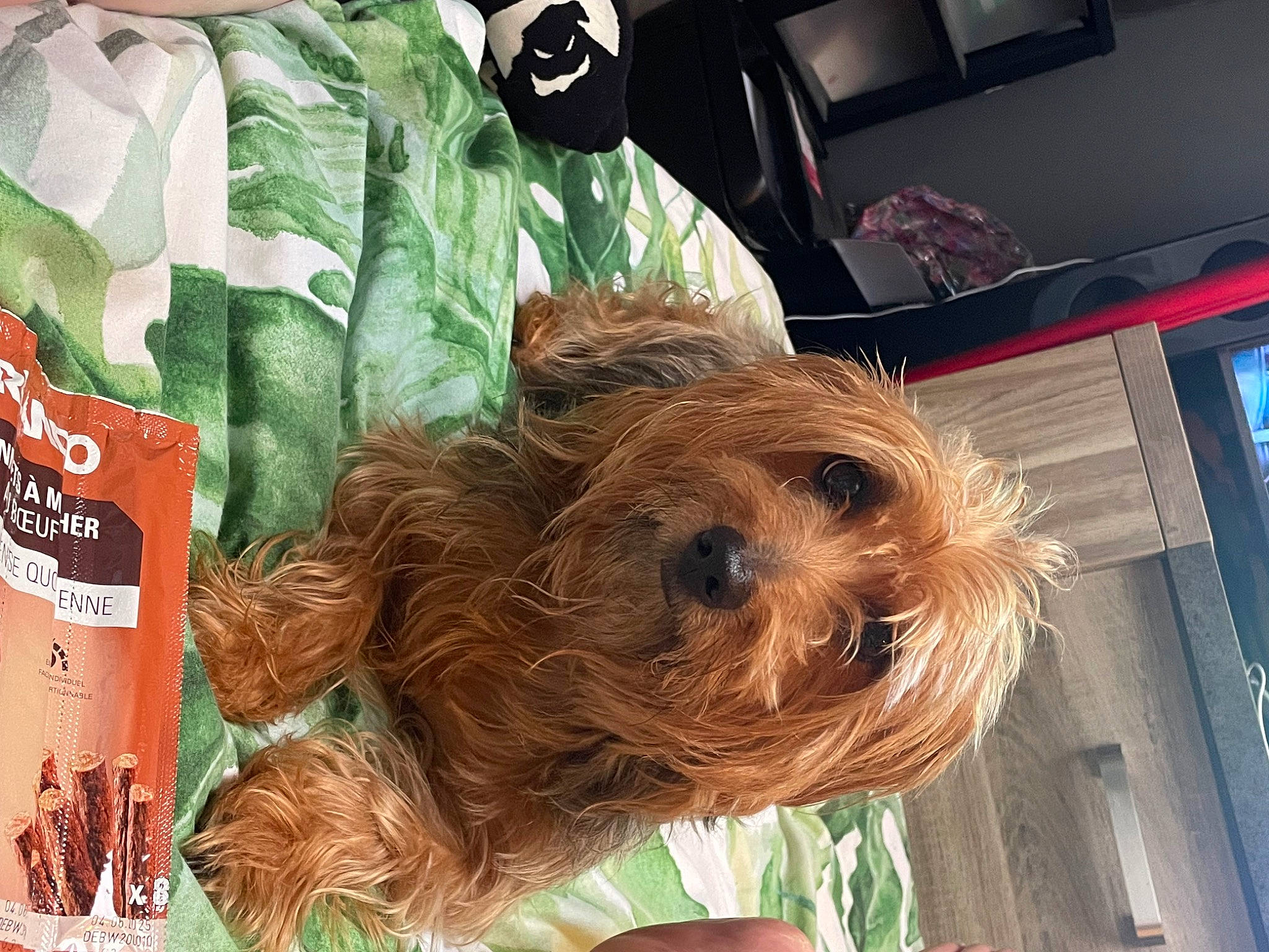 Mickey participe au concours pour gagner de l'argent avec cette photo : canidae, carnivore, companion_dog, computer_keyboard, dog, dog_breed, dog_supply, fawn, fur, liver, small_terrier, snout, sporting_group, surfer_hair, terrier, toy_dog, working_animal, yorkipoo, yorkshire_terrier